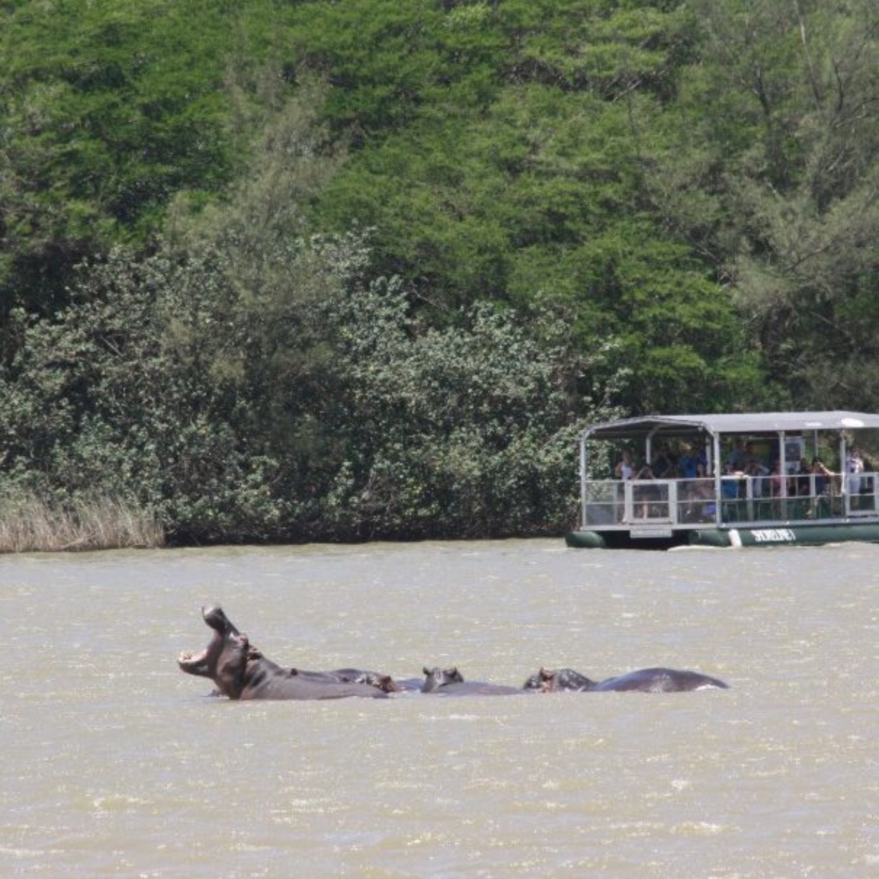 Croisière mouvementée dans l’estuaire de St Lucia en Afrique du Sud