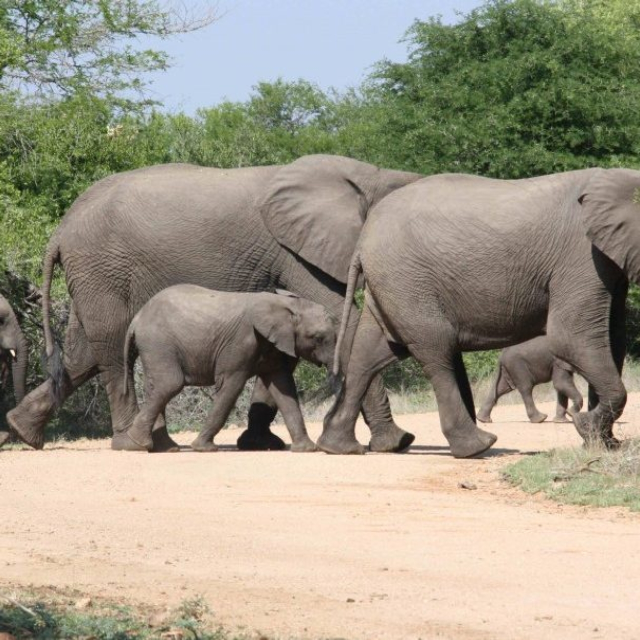 Itinéraire de 4 jours dans le parc Kruger
