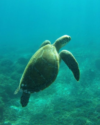 Baptême de plongée à Gili Air
