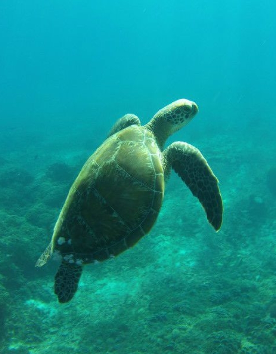 Baptême de plongée à Gili Air