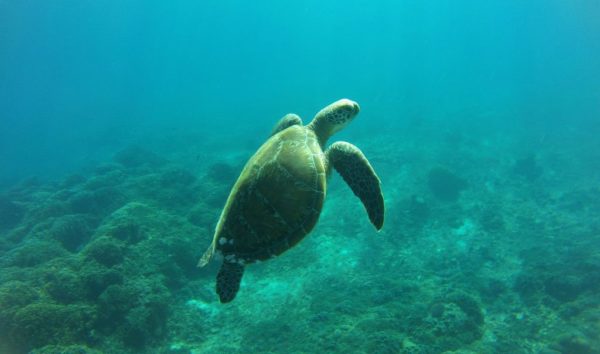 Baptême de plongée à Gili Air