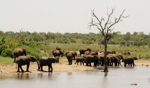 Quels parcs pour des safaris en Afrique du Sud ?