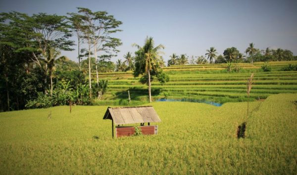 Ubud : la décontract&rsquo; de Bali